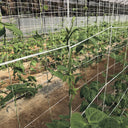 Malla galvanizada trellinet compost 2x5 m nortene