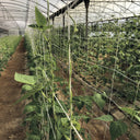 Malla galvanizada trellinet compost 2x5 m nortene