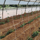 Malla galvanizada trellinet compost 2x5 m nortene