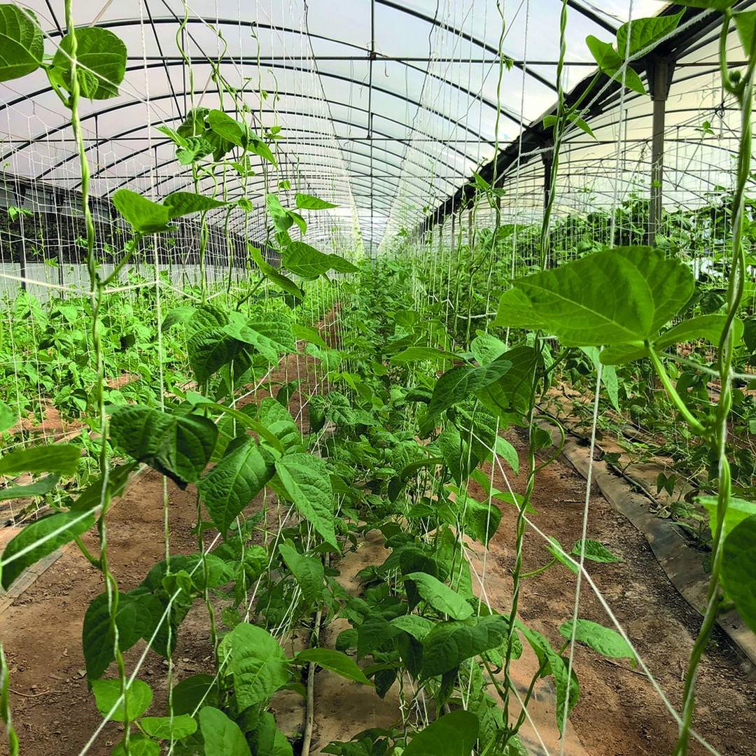 Malla galvanizada trellinet compost 2x10 m nortene