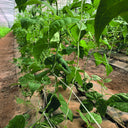 Malla galvanizada trellinet compost 2x10 m nortene