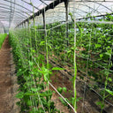 Malla galvanizada trellinet compost 2x10 m nortene