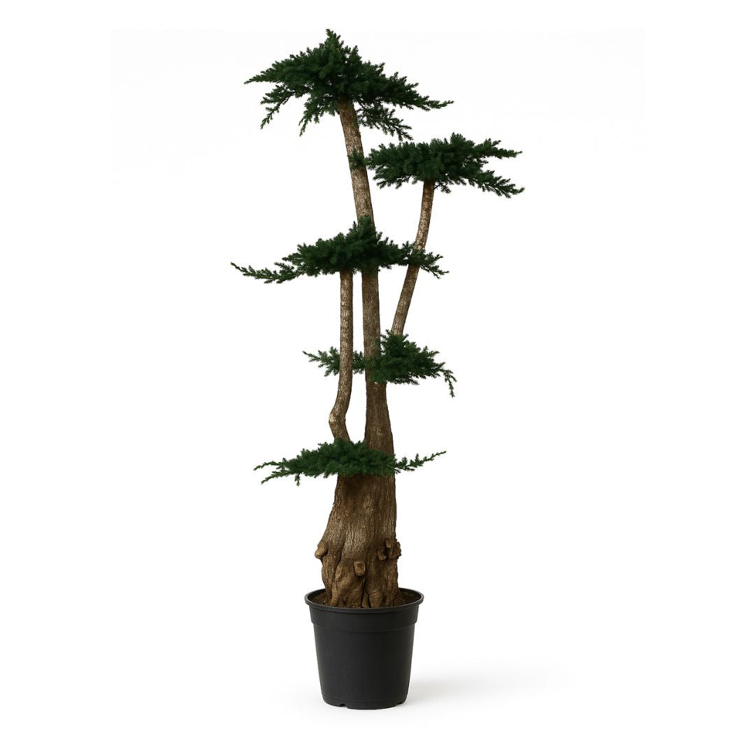 Árbol preservado juniperus 160 cm