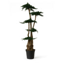 Árbol preservado juniperus 160 cm