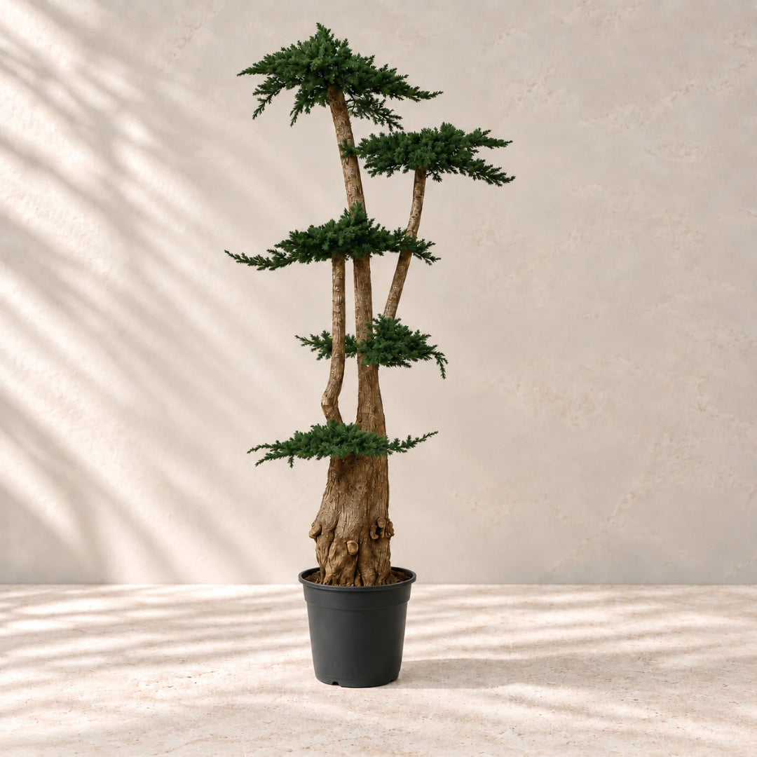 Albero di ginepro conservato 160 cm