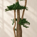 Albero di ginepro conservato 160 cm