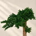 Albero di ginepro conservato 160 cm