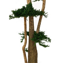 Árbol preservado juniperus 160 cm