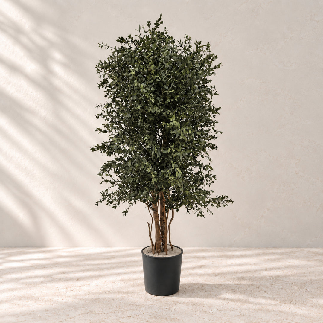 Albero parvifolia conservato 130 cm