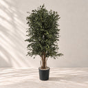 Árvore parvifolia preservada de 130 cm