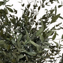 Árbol preservado parvifolia 130 cm