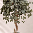 Populus conservato 130 cm