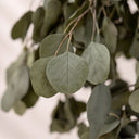 Populus conservato 130 cm