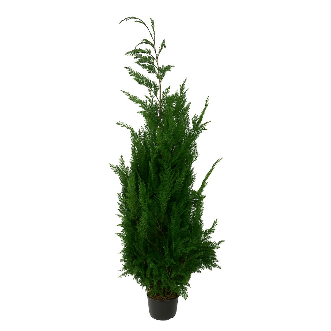 Árvore preservada Stardust, 160-180 cm