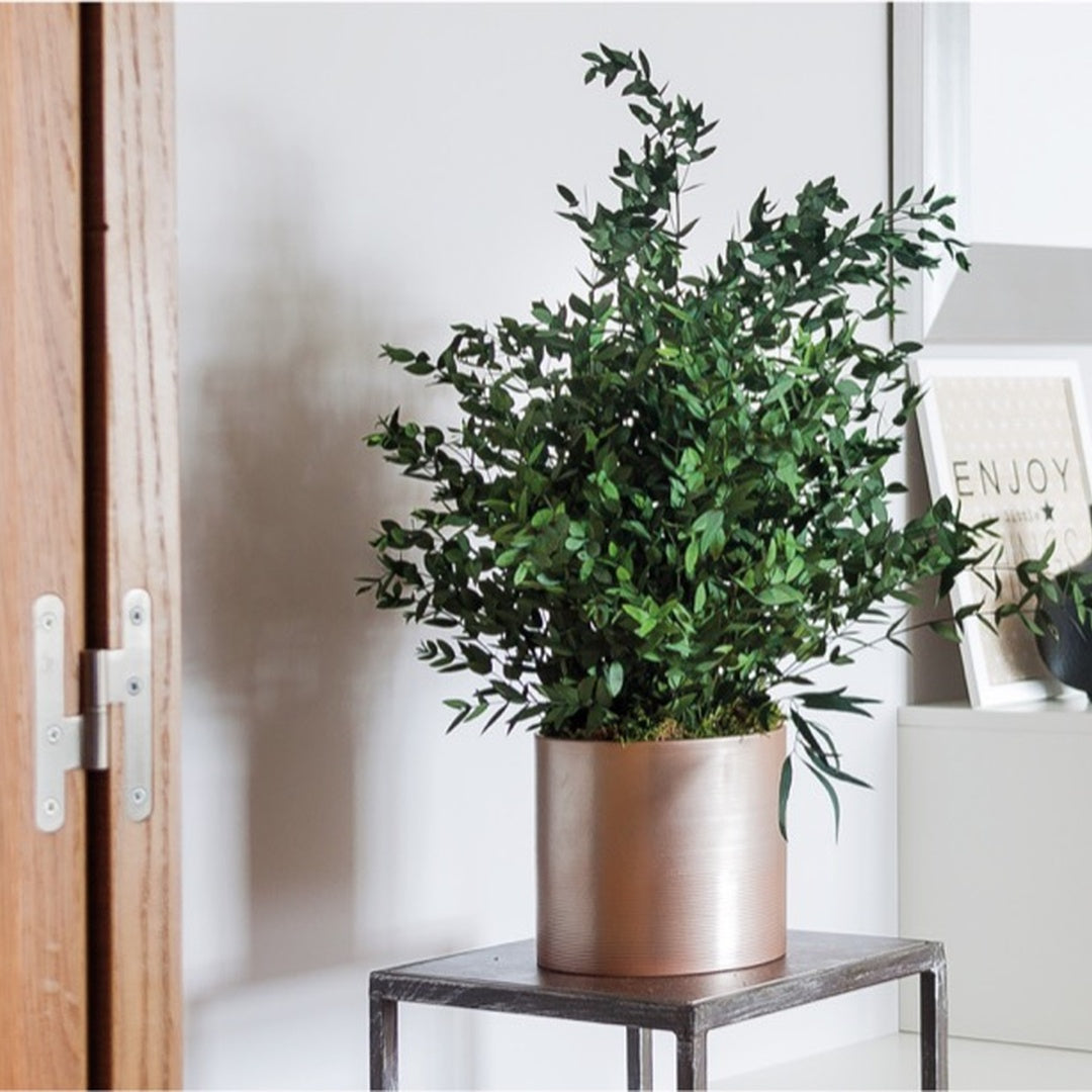 PRESERVED PLANT PARVIFOLIA 70 CM 