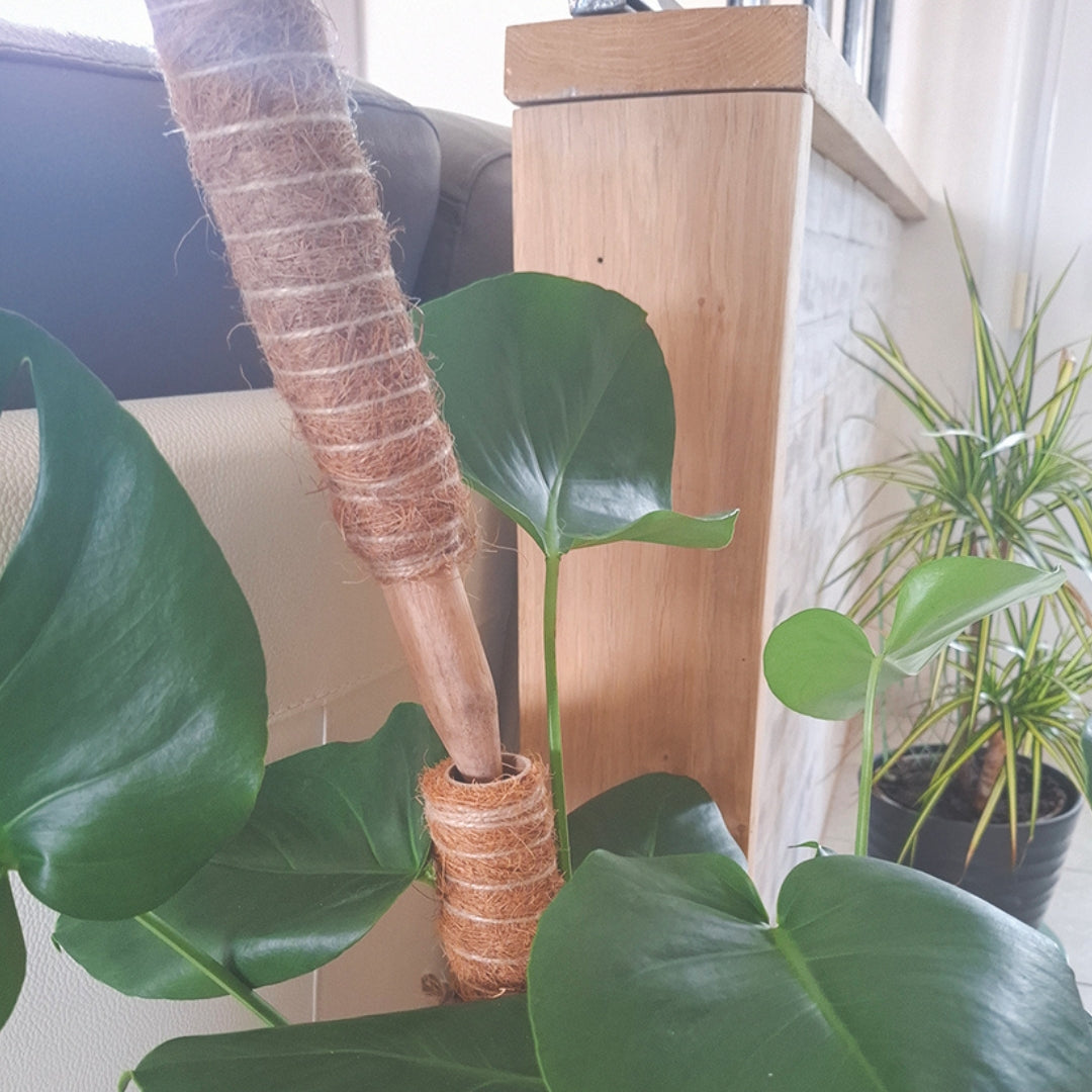 Tutor coco-up Ø45 MM Nortene