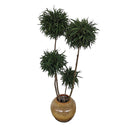 Planta preservada Eucalyptus verde Nortene