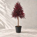 Planta preservada Eucalyptus rojo Nortene