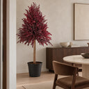 Planta preservada Eucalyptus rojo Nortene