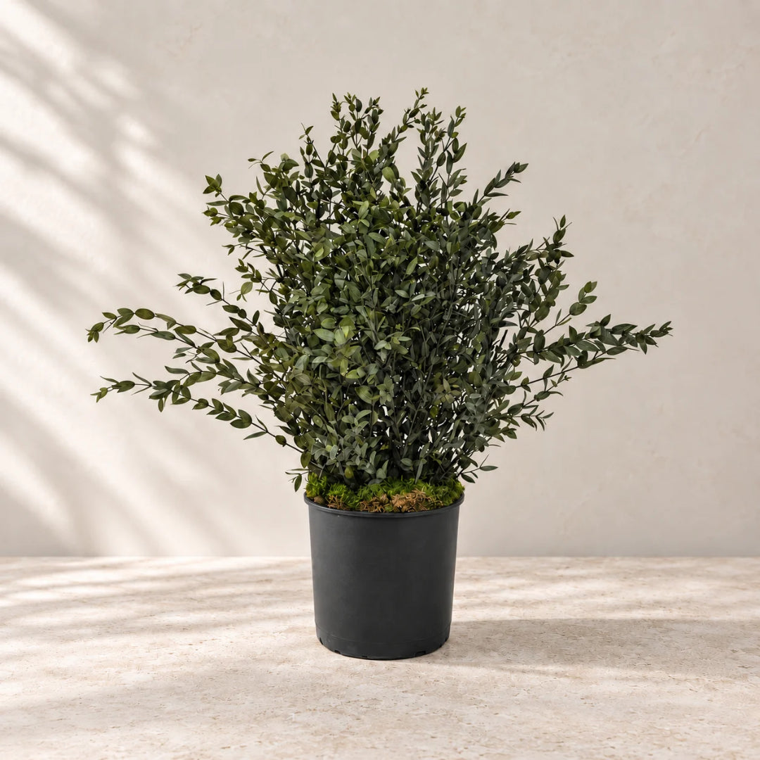Planta preservada parviflora 70 cm nortene