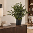 Planta preservada parviflora 70 cm nortene