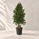 Planta preservada Maleuca Nortene