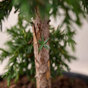 Planta preservada Maleuca Nortene