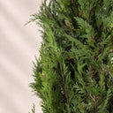 Planta preservada Blue Ice Nortene