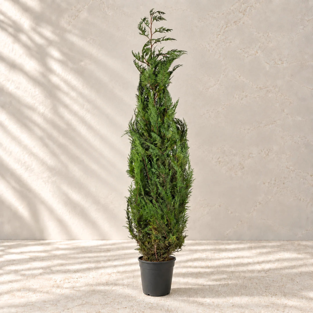 Planta preservada Blue Ice Nortene