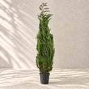 Planta preservada Blue Ice Nortene