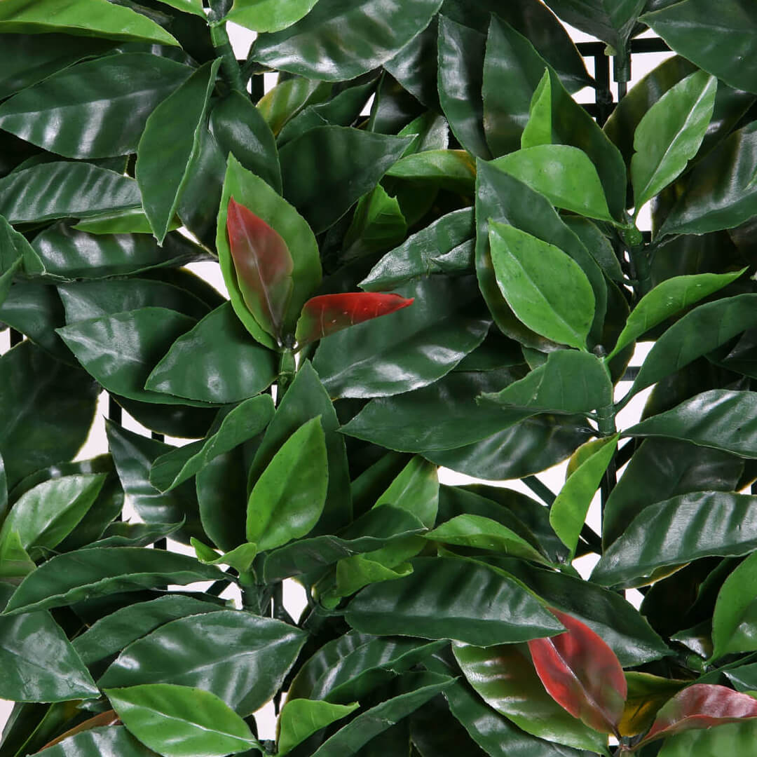 SETO ARTIFICIAL LIPTUS 50 X 50