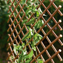 CELOSIA MIMBRE EXTENSIBLE