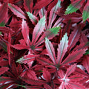 PACK 4 LOSETAS ARCE 25 X 25