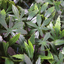 COFFRE À TRÉSOR EXTENSIBLE EN OSIER D'ÉRABLE VERT