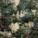 Celosía extensible mimbre ciprés