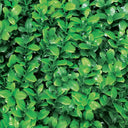 PACK 4 LOSETAS BOJ MAHON 25X25 CM