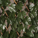 Celosia extensible con hojas basic