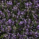 ROLLO JARDIN VERTICAL VINCA 100 X 100