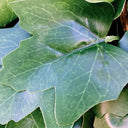 CELOSÍA EXTENSIBLE CON HOJAS LEVEL 1x2