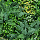 ROLLO JARDIN VERTICAL SAVAGE 100 X 100