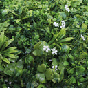 Jardín vertical jazmín expert 1x1 m verde nortene