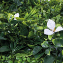 JARDIN VERTICAL FOREST 100 X 100