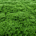 JARDIN VERTICAL MOSS 100 X 100