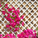 CELOSIA PVC 48 MM.1X2