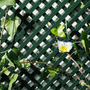 CELOSÍA FIJA PVC VERDE 18 MM