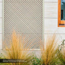 CELOSÍA ECOLÓGICA LOP MARFIL