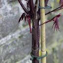 40-UNIT TUTOR FIXING RING, 16.5, 20 AND 25 MM, GREEN, NORTENE