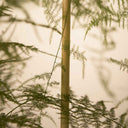 TUTOR BAMBU NATURAL 1.05 DIAM. 8/10 mm.