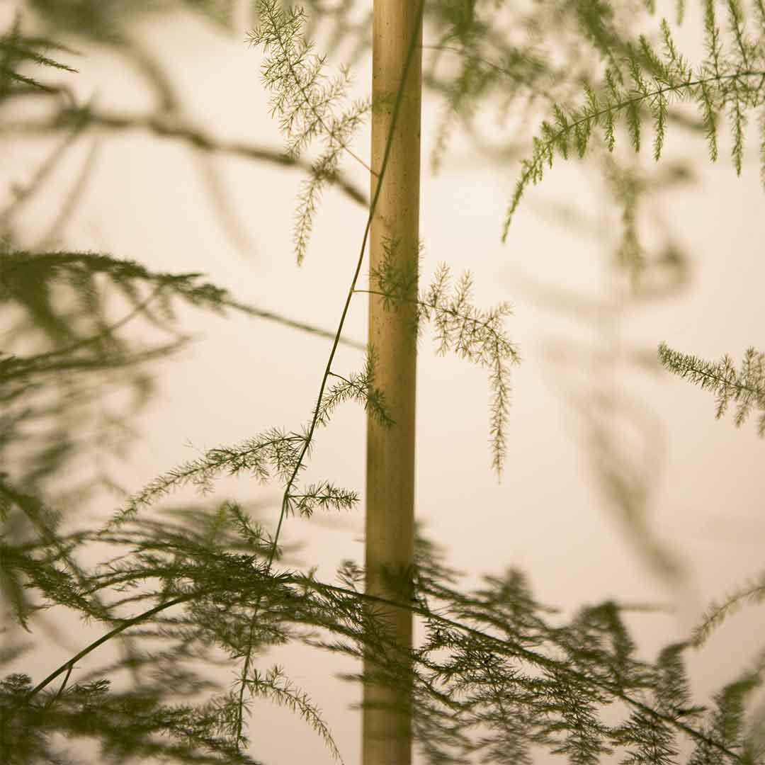 TUTOR BAMBU NATURAL 0.90 DIAM. 8/10 mm.