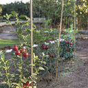 NATURAL BAMBOO TUTOR 15 DIAM. 10/12 MM. 